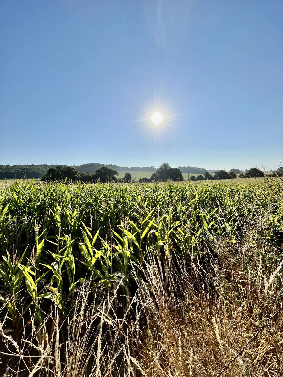 Simon Jenkinson tweet media