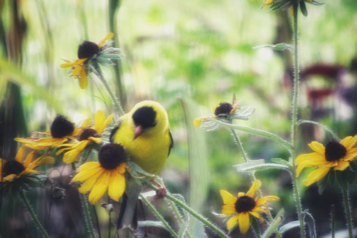 BlueRidgePeace's tweet image. May there be kindness in your gaze when you look within.

-John O'Donohue