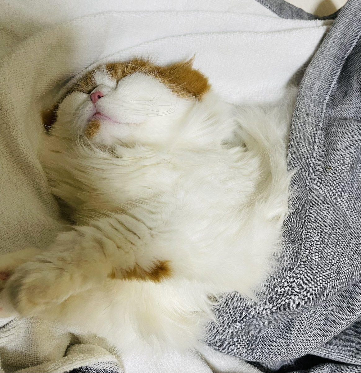 mimaru_azuki's tweet photo. 今朝も天使降臨してた…ブランケット取られたけどいいんだ。 #猫好きさんと繋がりたい  #猫  #猫画像  #スコティッシュフォールド  #動物  #ペット https://t.co/bv3utQkBxl