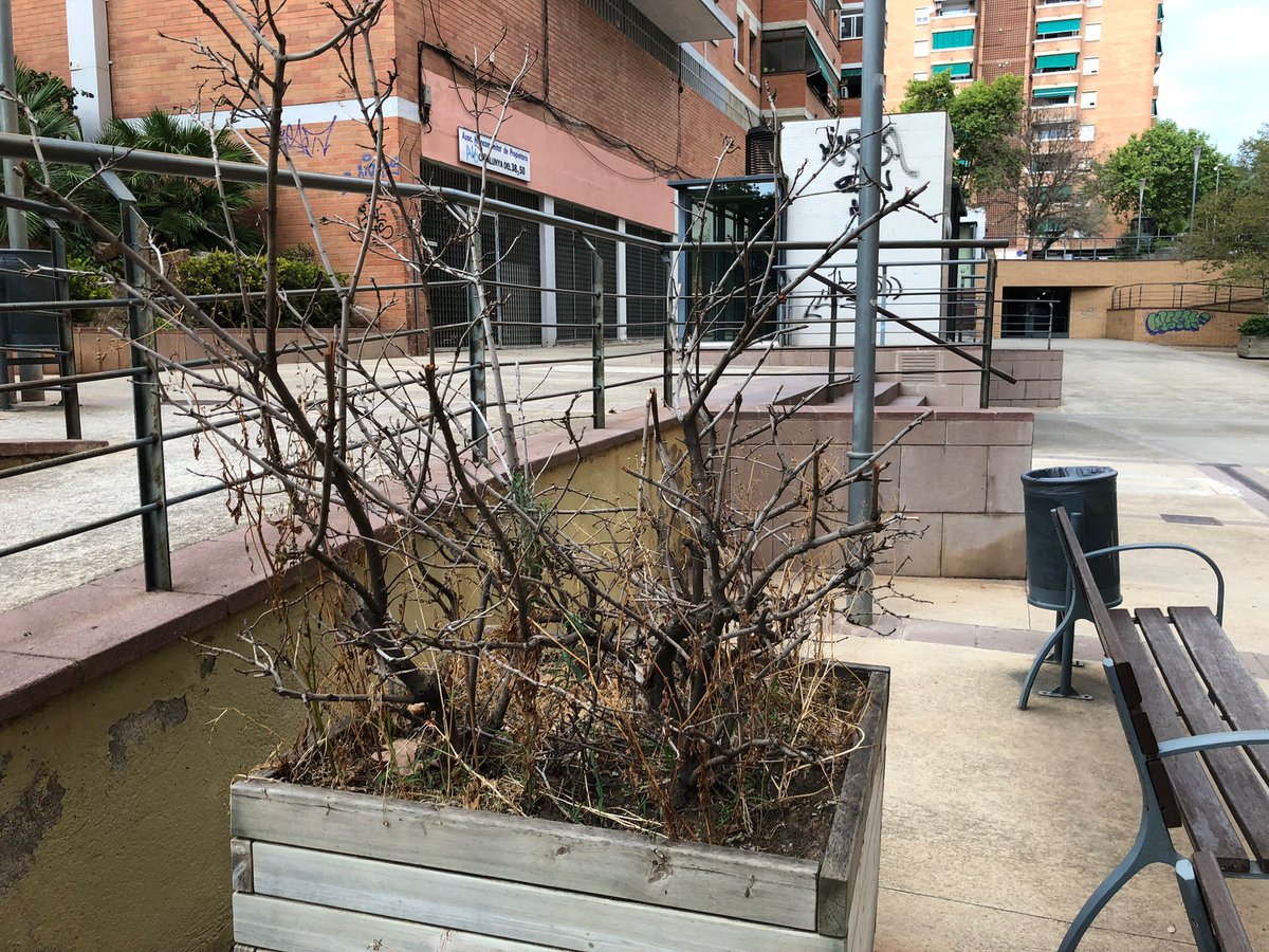 denunciasbdn's tweet photo. Siguen apareciendo aberraciones medio ambientales en #Badalona. Los vecinos de Lloreda nos comentan que no existe ningún mantenimiento. https://t.co/Uibnqz7aIm