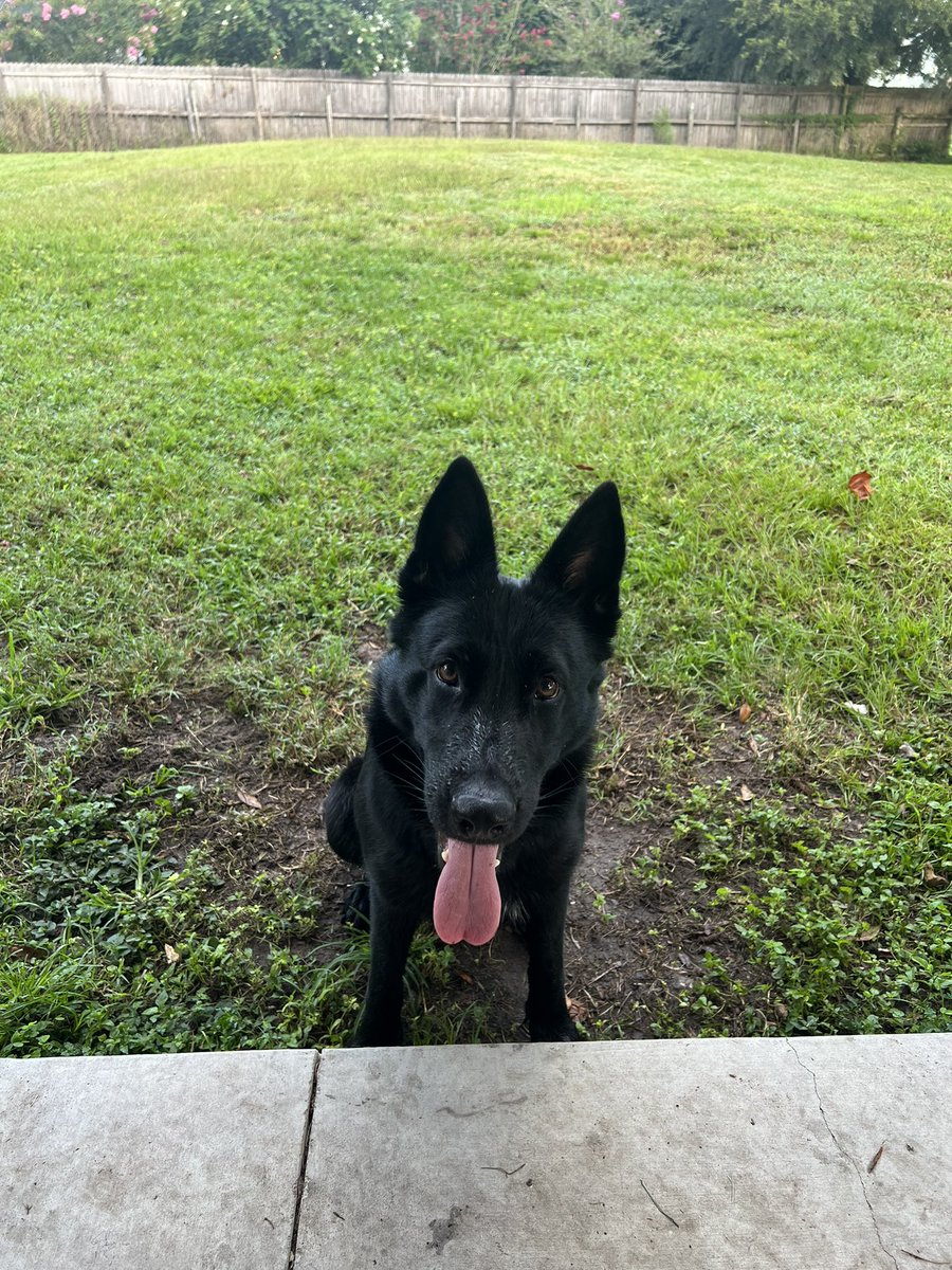 InSpaceXItrust's tweet photo. The Shepards! #GermanShepherd #DutchShepard https://t.co/gcnu5GJUex