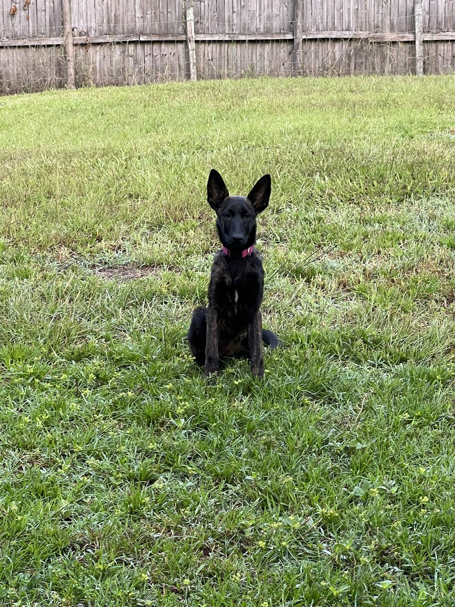 InSpaceXItrust's tweet photo. The Shepards! #GermanShepherd #DutchShepard https://t.co/gcnu5GJUex