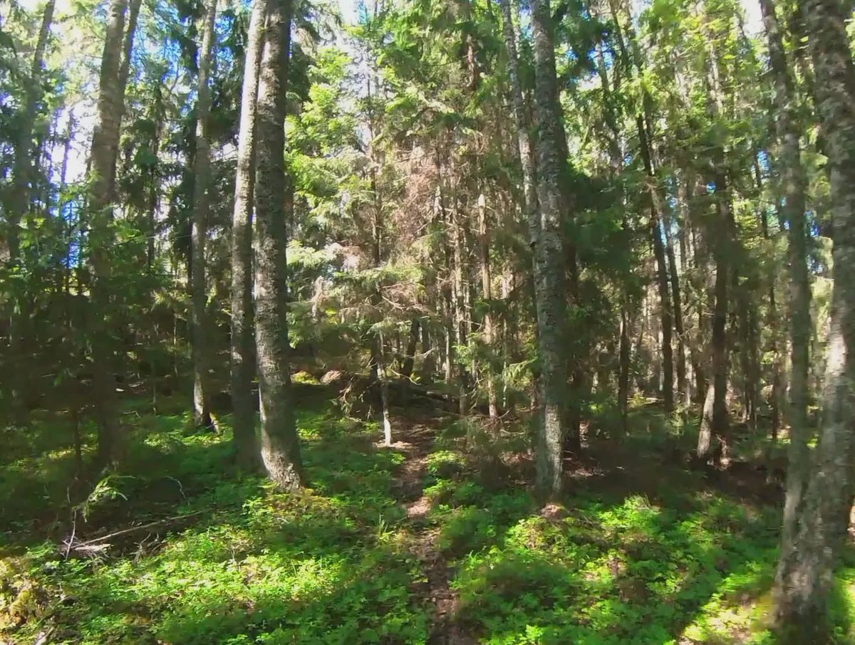 PIF-Orientering tweet media