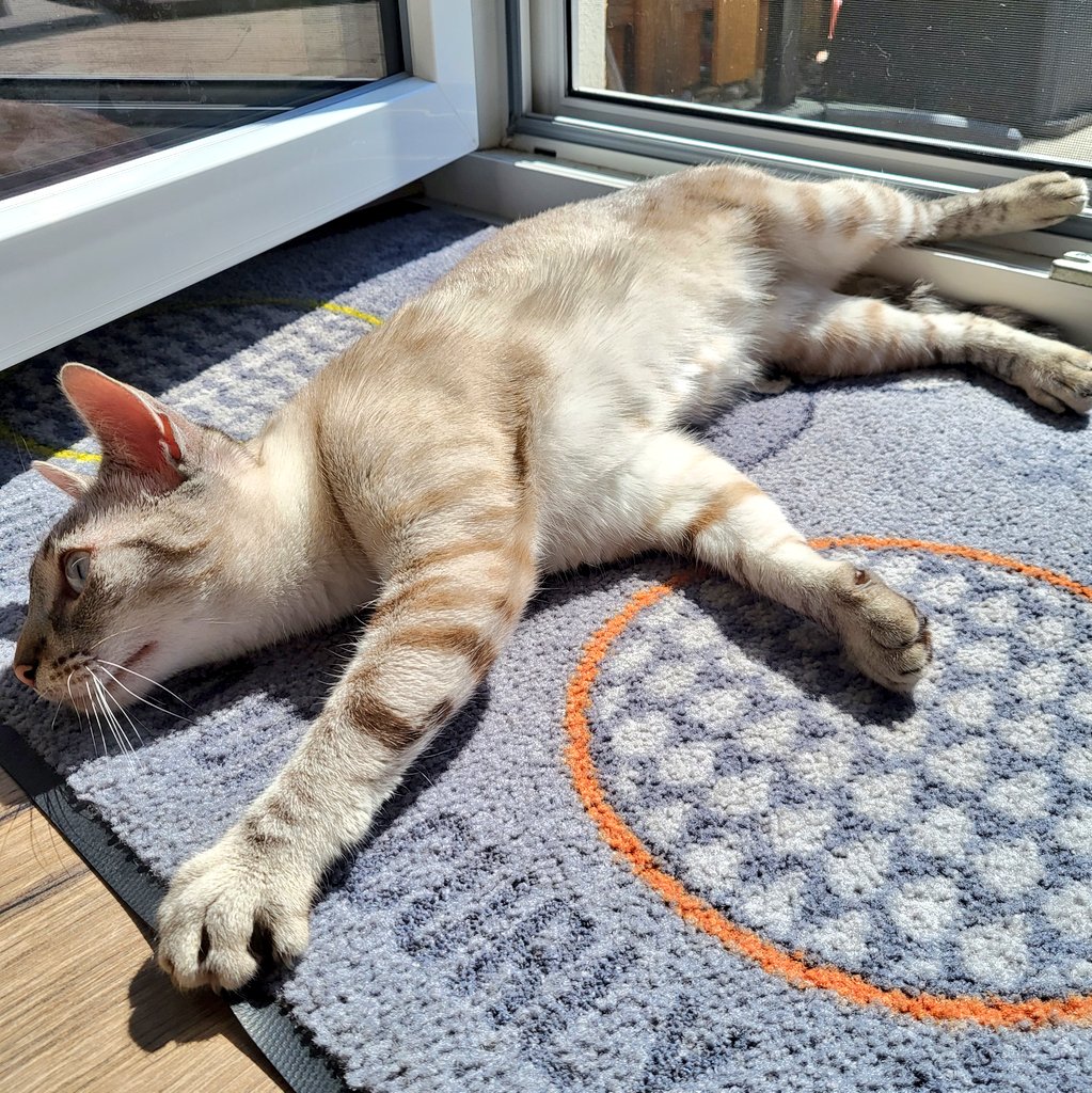 DasC_Team's tweet photo. Sonnenkatze. 🥰🐾😃

Cleo 💕 https://t.co/oeXG00UZHI