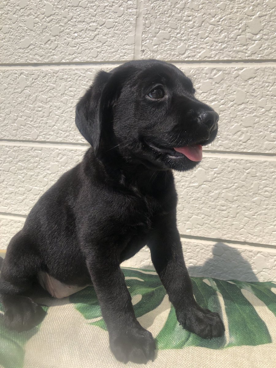 人気 在庫処分価格 黒ラブ 大 きなお皿 1点限り ブラックラブラドールレトリーバー Lacistitis Es