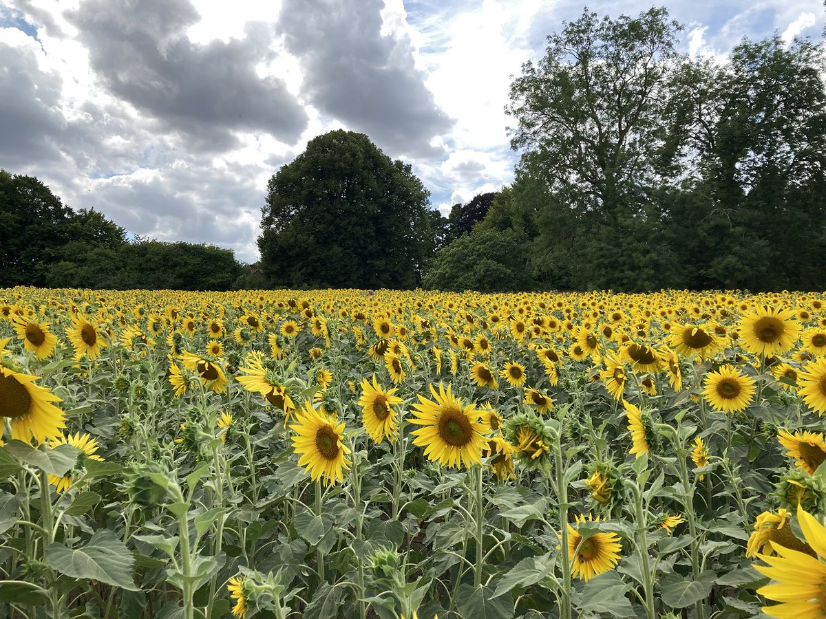 Come and explore our sunflower trail with its lovely wildflower borders. The trail and our pop-up cafe are now open Tuesday-Sunday 10am-4pm. No tickets needed - free of charge. See you there! 
#westhorsleyplace #guildford #leatherhead #dorking