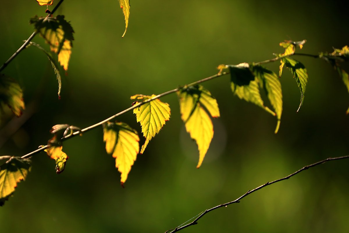 GoJiangsu's tweet photo. Vegetation is dyed in different colors in Huai’an, #Jiangsu as early #autumn approaches, highlighting the beauty of #nature. [Photo/VCG] #TravelInJS https://t.co/wX7U3LOdZp