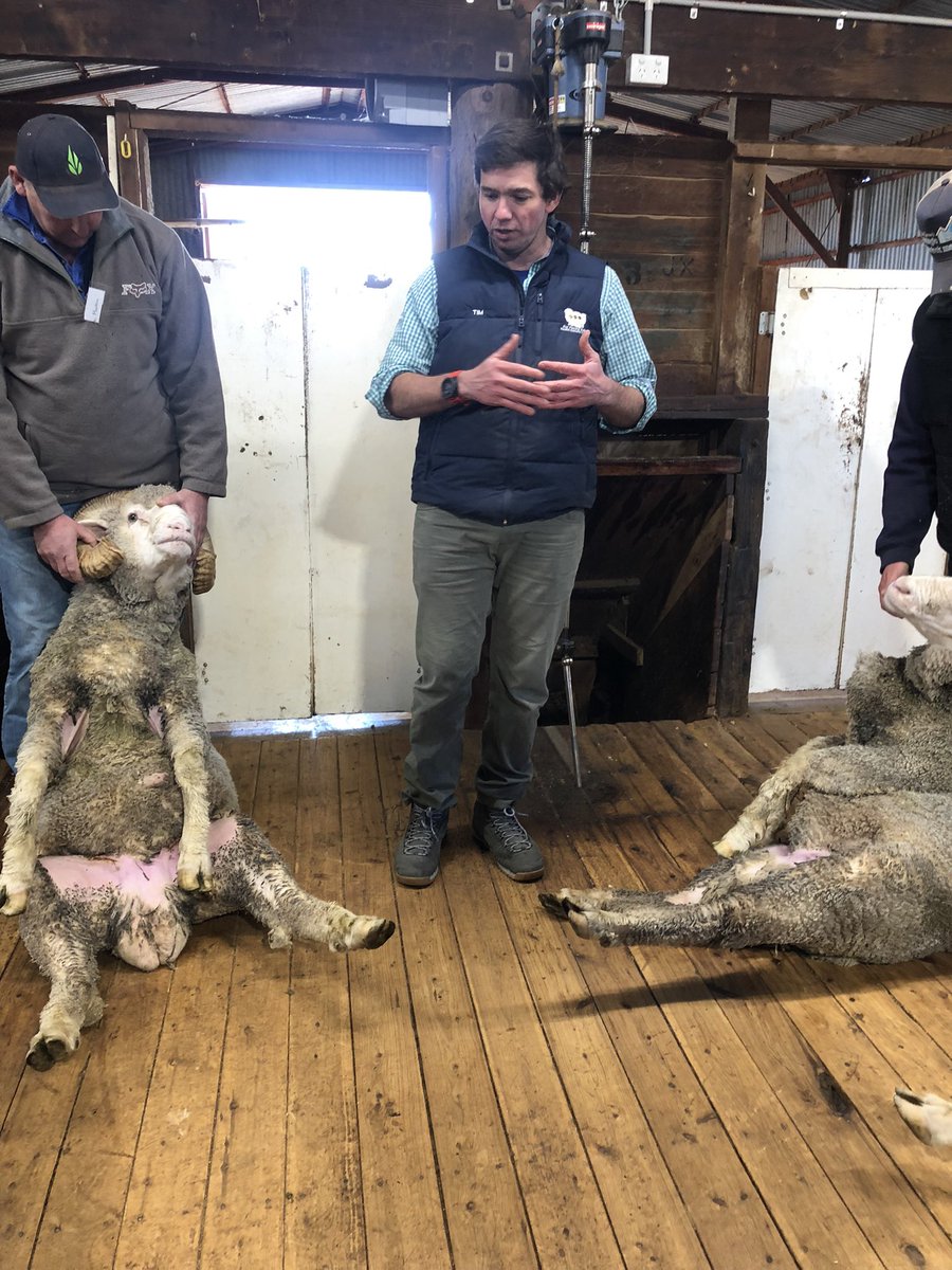 AWIExtensionNSW's tweet photo. Today we had a @woolinnovation RAMping Up Repro Workshop at Young with Dr Tim Gole the presenter from @4FlocksSake!
Thanks to @Moseswool for event partnering!
#rampinguprepro https://t.co/rUFgps7rFs