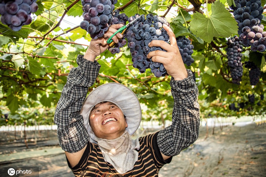 GoJiangsu's tweet photo. #Photos: The 6th Pancheng Grape Festival opened in Jiangbei New area, Nanjing. #harvest #WhatsOnJS https://t.co/68OYRkXpQf