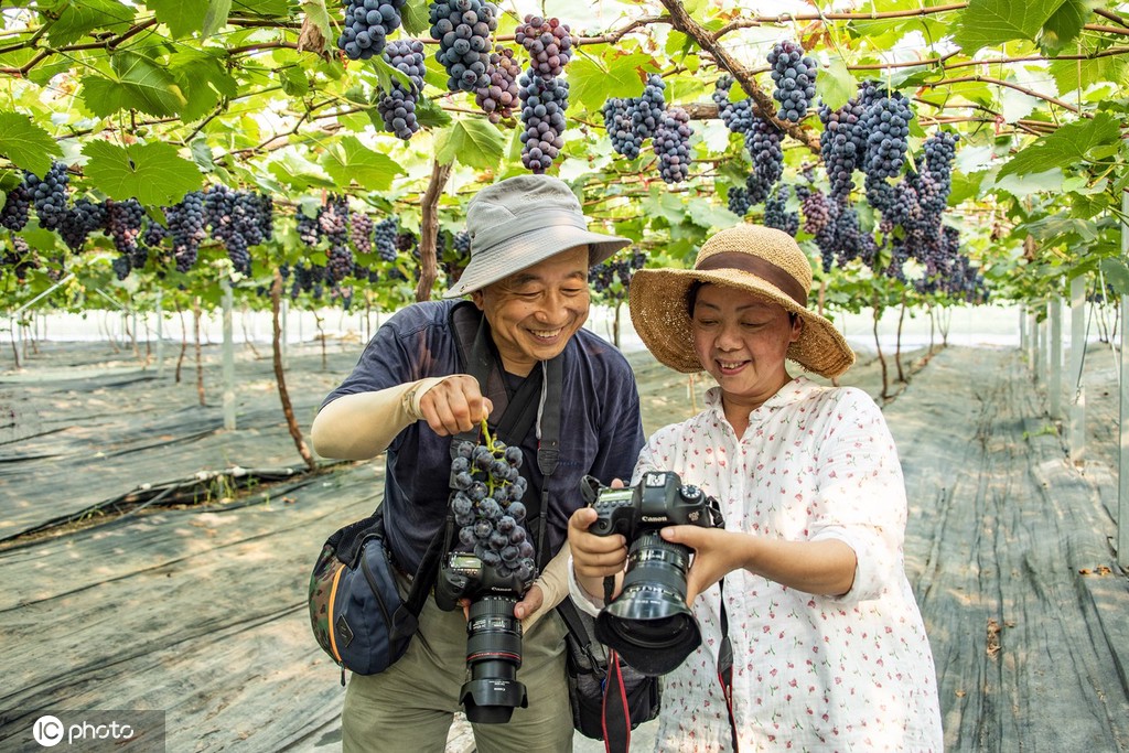 GoJiangsu's tweet photo. #Photos: The 6th Pancheng Grape Festival opened in Jiangbei New area, Nanjing. #harvest #WhatsOnJS https://t.co/68OYRkXpQf