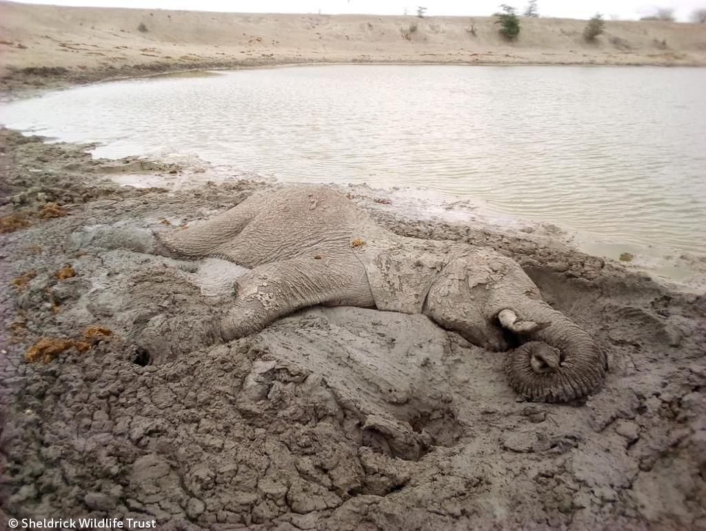 SheldrickTrust's tweet photo. Look again. That's not a fossil, it's a live #elephant. As the drought bites, water points dry up &amp; their muddy edges can be a death trap. One wrong step, a slip, &amp; this elephant couldn't get to his feet. See how we recently saved him &amp; others https://t.co/fr3trERCm4 https://t.co/s50fpNzam2