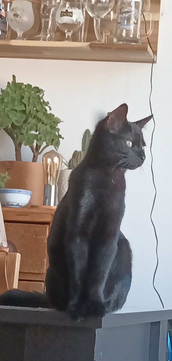 AliWood666's tweet photo. @PatrickAdemo Jvous présente le chat Pito, oui oui c'est son nom. Et puis vu les cascades qu'il fait je pense qu'il a sa place dans un cirque. https://t.co/JdfP3iOKFr