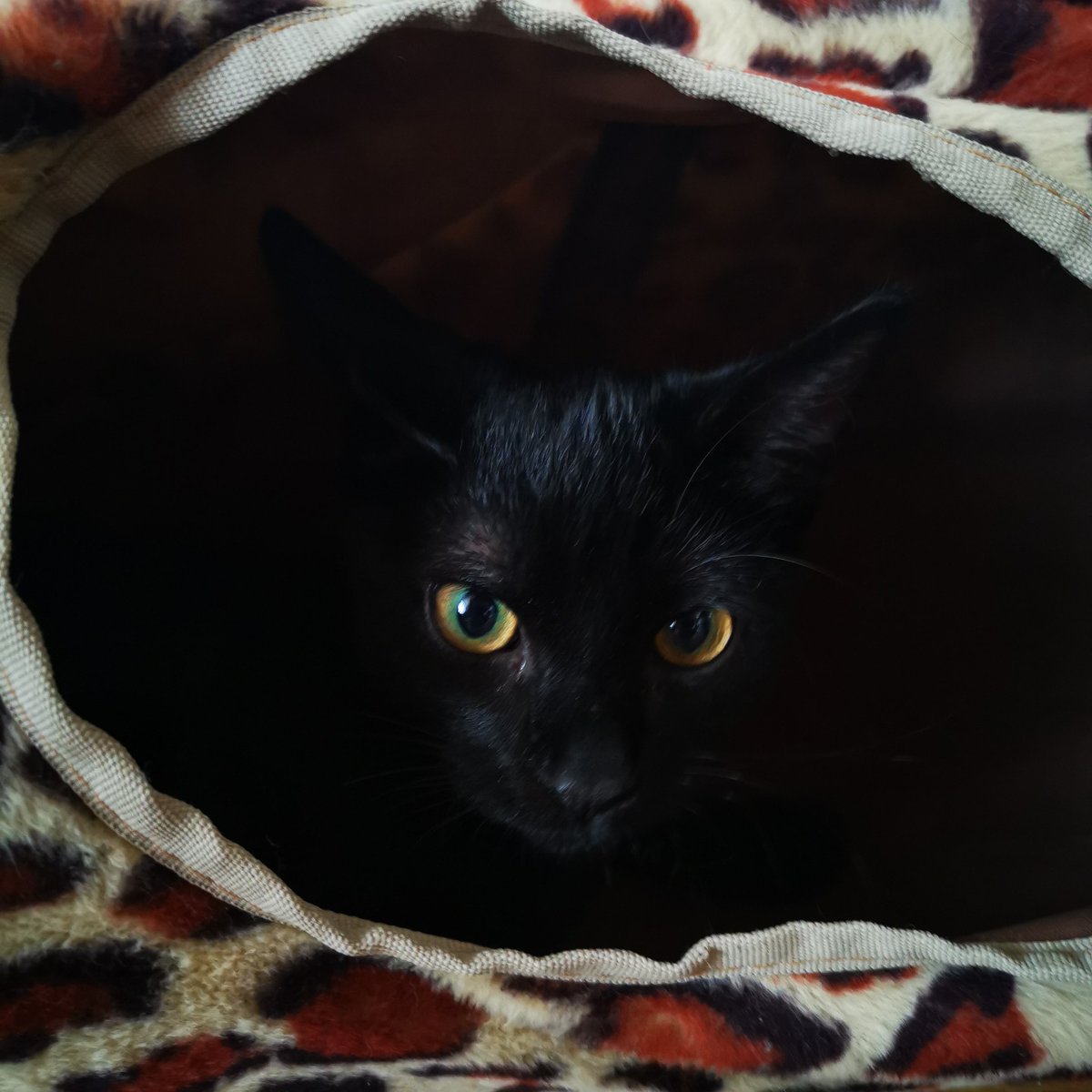 AliWood666's tweet photo. @PatrickAdemo Jvous présente le chat Pito, oui oui c'est son nom. Et puis vu les cascades qu'il fait je pense qu'il a sa place dans un cirque. https://t.co/JdfP3iOKFr