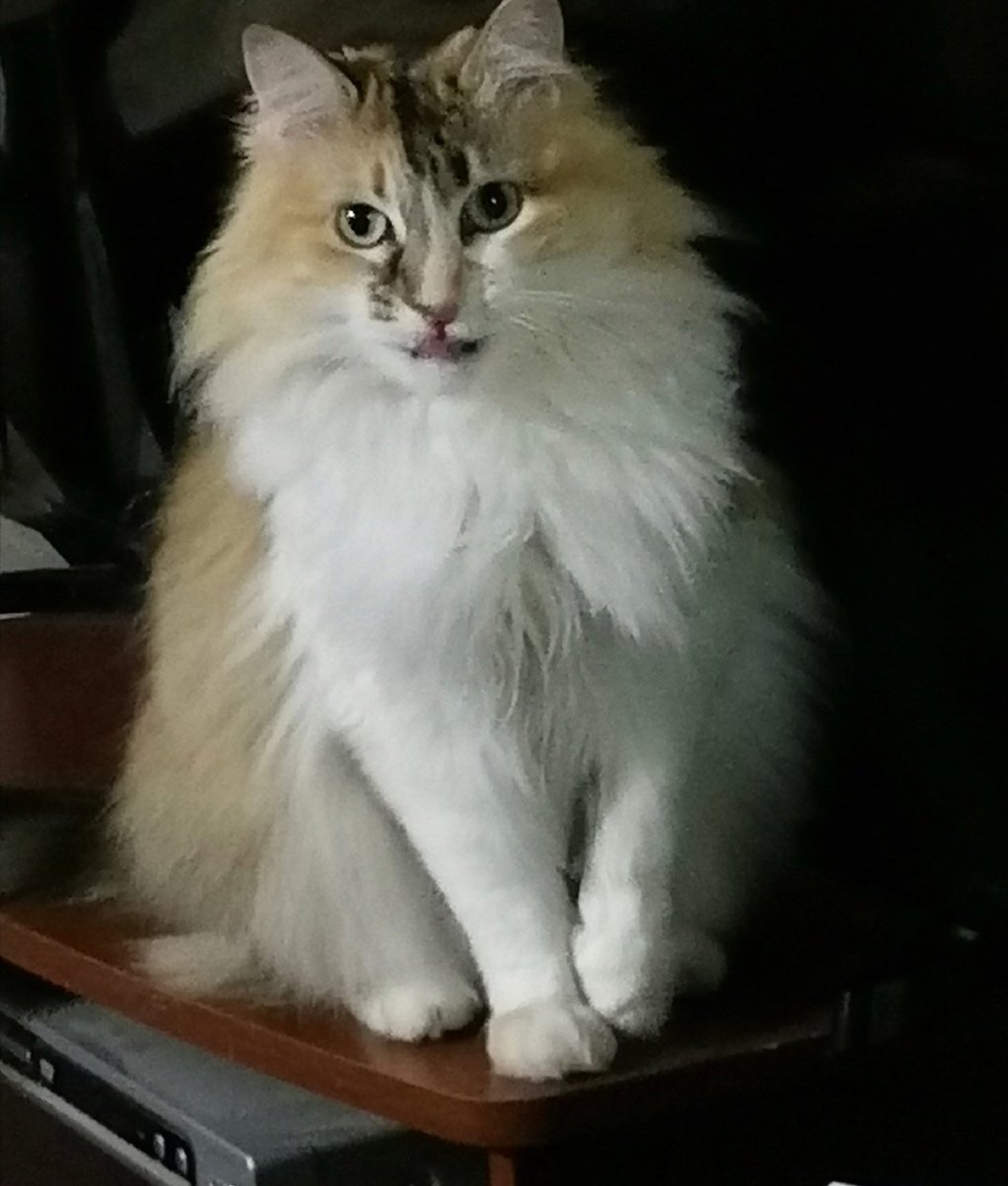 Gabriel29143306's tweet photo. Hola, feliz día de los michis y esta es mi gatita, la Lucifer Rousmeri. #meganoticiascl https://t.co/uZyDkOAQ0J