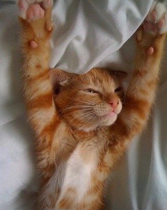 dadawithoutme's tweet photo. ma little kittens here https://t.co/ZsxVq1nt68