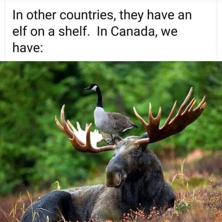 Dan the man 🇨🇦 🏒🏖 tweet media