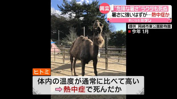 暑さに強いはずなのに？熱中症でラクダもやられる！