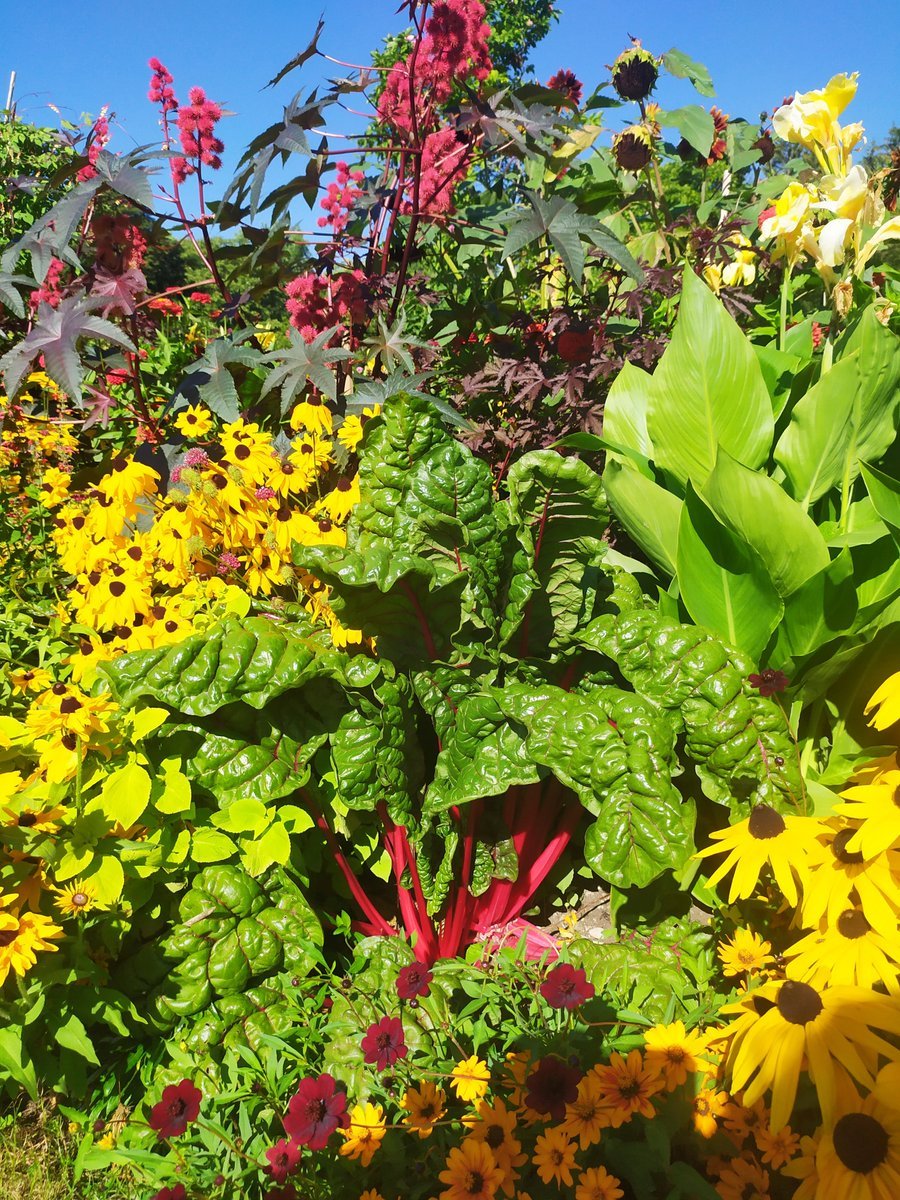 Horti_Tim's tweet photo. This trip has broadened my understanding of alpines but I also found myself often wanting to start messages with 'not usually a fan of...' I realise now my perspective has been broadened by @botmuc #schachen and @MerlinTrust. 
For today's 'not usually a fan of'... annual planting https://t.co/IHJLhmwobE