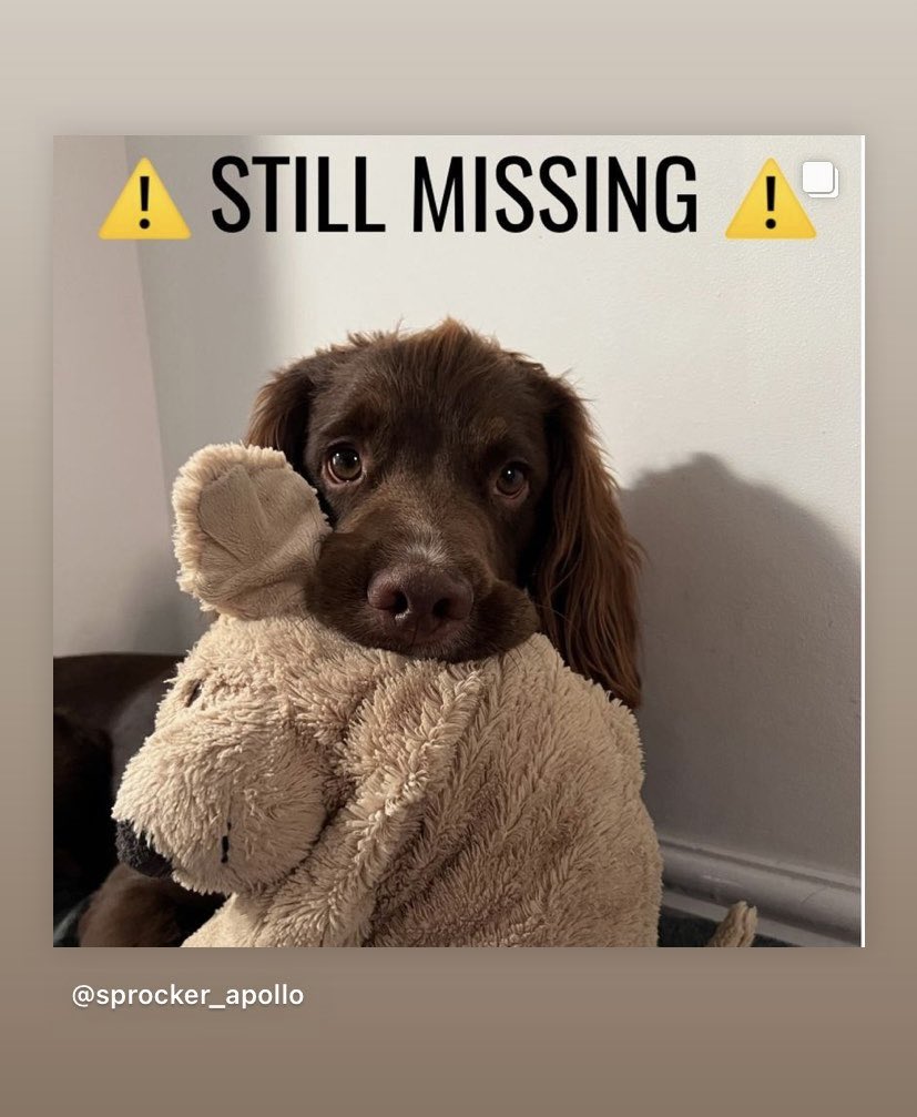 RiaLowrie's tweet photo. This beautiful dog is missing… spreading the word, hoping he is found. Last seen on Haystacks 😥 https://t.co/Z00dZsDd6D