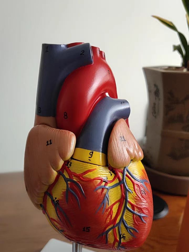 ServiceW9's tweet image. This life-sized heart model is labeled with numbers to correspond with the identified list of anatomical features in the detailed study guide.#cardiacsurgery #medicalmodels #Heart #Hearts #HeartModel #preoperative #healthcare #medical #medicine #AdditiveManufacturing