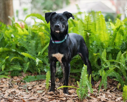Performance_Pet's tweet photo. It's summer and we love all the plants in our yards, but some are toxic to our furry friends. Check out this link to find out what plants are toxic: https://t.co/7kQhihoN4q https://t.co/7u8tH9iBeA