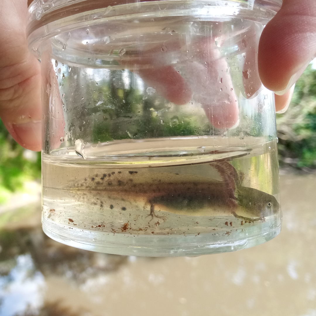 KentishStourCP's tweet photo. A Good Newt News day at the Office!

Out of 89 ponds that the KSCP created and restored for Great Crested Newts, this year 43% were populated by GCN! 
This is a fantastic result from a technique called Environmental DNA testing.

@NaturalEngland #DistrictLevelLiscencing https://t.co/b9eQUKOKBw