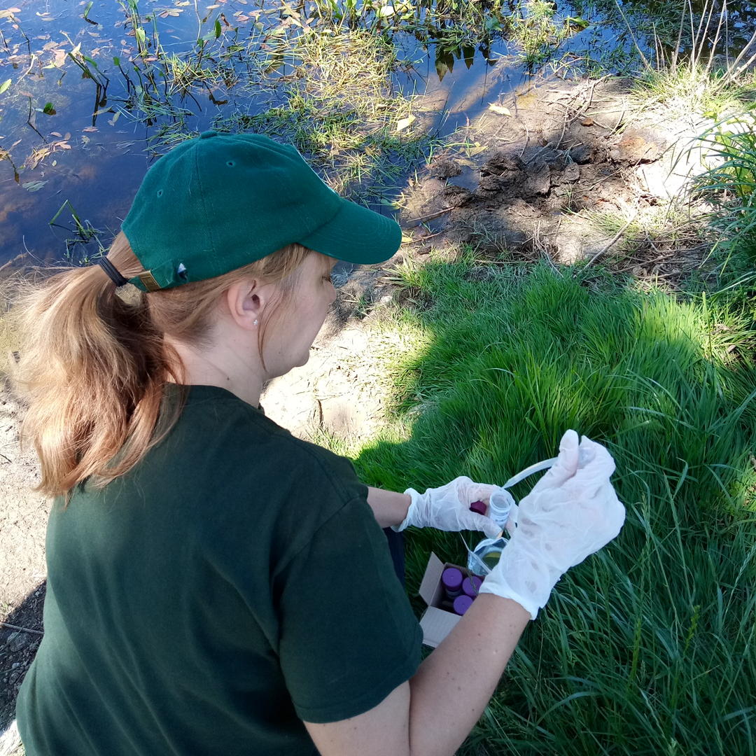 KentishStourCP's tweet photo. A Good Newt News day at the Office!

Out of 89 ponds that the KSCP created and restored for Great Crested Newts, this year 43% were populated by GCN! 
This is a fantastic result from a technique called Environmental DNA testing.

@NaturalEngland #DistrictLevelLiscencing https://t.co/b9eQUKOKBw
