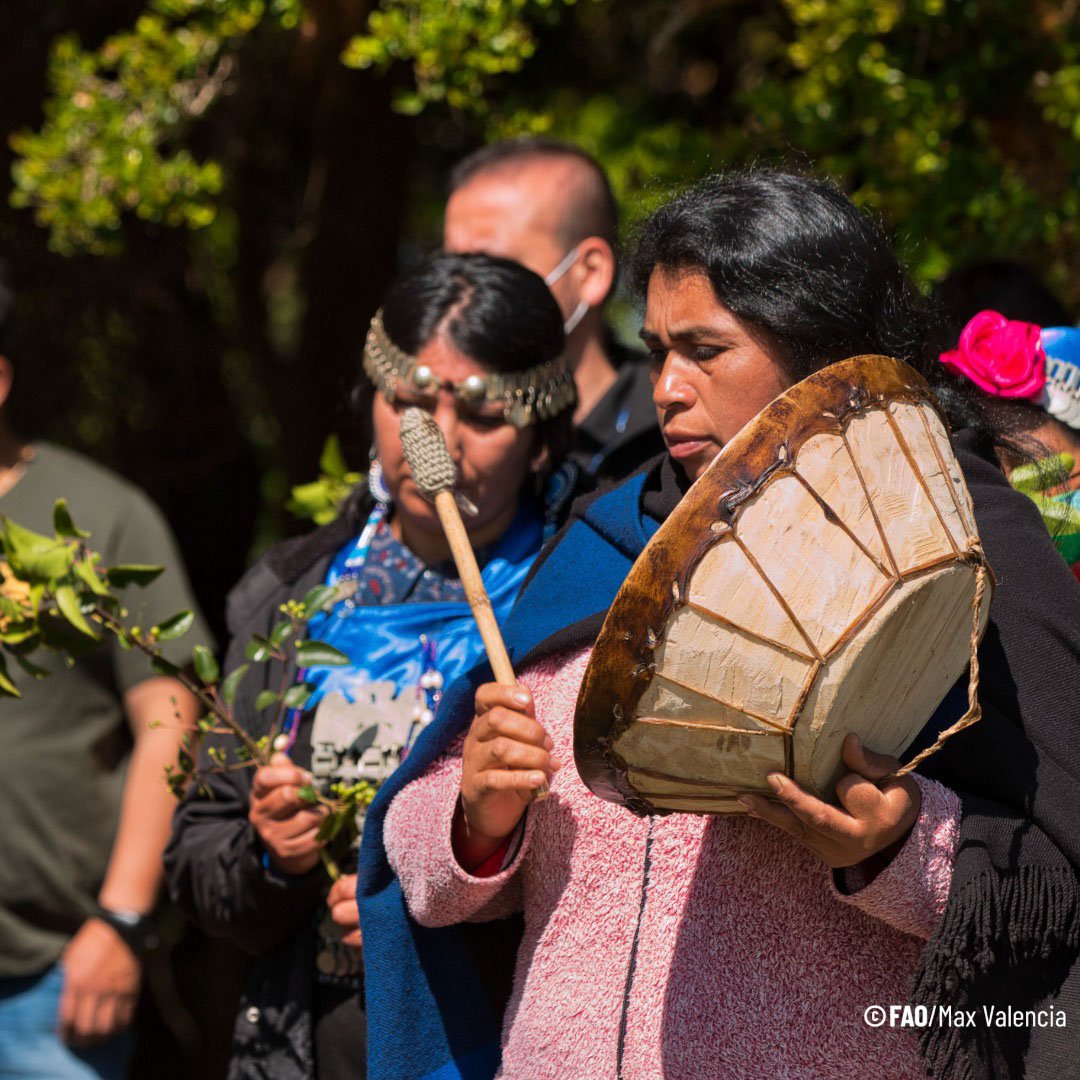 FAO Climate Change & Biodiversity (@faoclimate) on Twitter photo Happy #IndigenousPeoplesDay!
See how FAO-led <a href="/theGCF/">Green Climate Fund</a> projects in Chile and Nepal are empowering #indigenouswomen as agents of change with:
🌳 collective land tenure rights
✅ participation in decision making &
⚖️ equitable benefit sharing
👉 bit.ly/3SzronX Happy #IndigenousPeoplesDay!
See how FAO-led <a href="/theGCF/">Green Climate Fund</a> projects in Chile and Nepal are empowering #indigenouswomen as agents of change with:
🌳 collective land tenure rights
✅ participation in decision making &
⚖️ equitable benefit sharing
👉 bit.ly/3SzronX