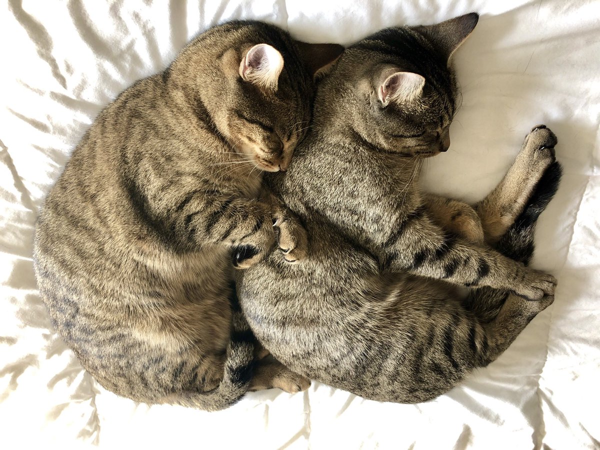 ftaylor722's tweet photo. @buitengebieden Bert and Ernie spooning. https://t.co/NCJqN9KGmJ