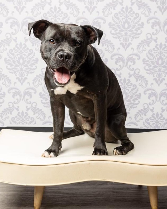 #FosterFriday Hayden is your quintessential LBD...he goes with everything!

This adorable gremlin is a bright, happy dog. He is polite &amp; eager to please. Hayden is a sweet guy with the most charming underbite! tinyurl.com/meetacitydog #adoptme #citydog 

robynwhitephoto.com