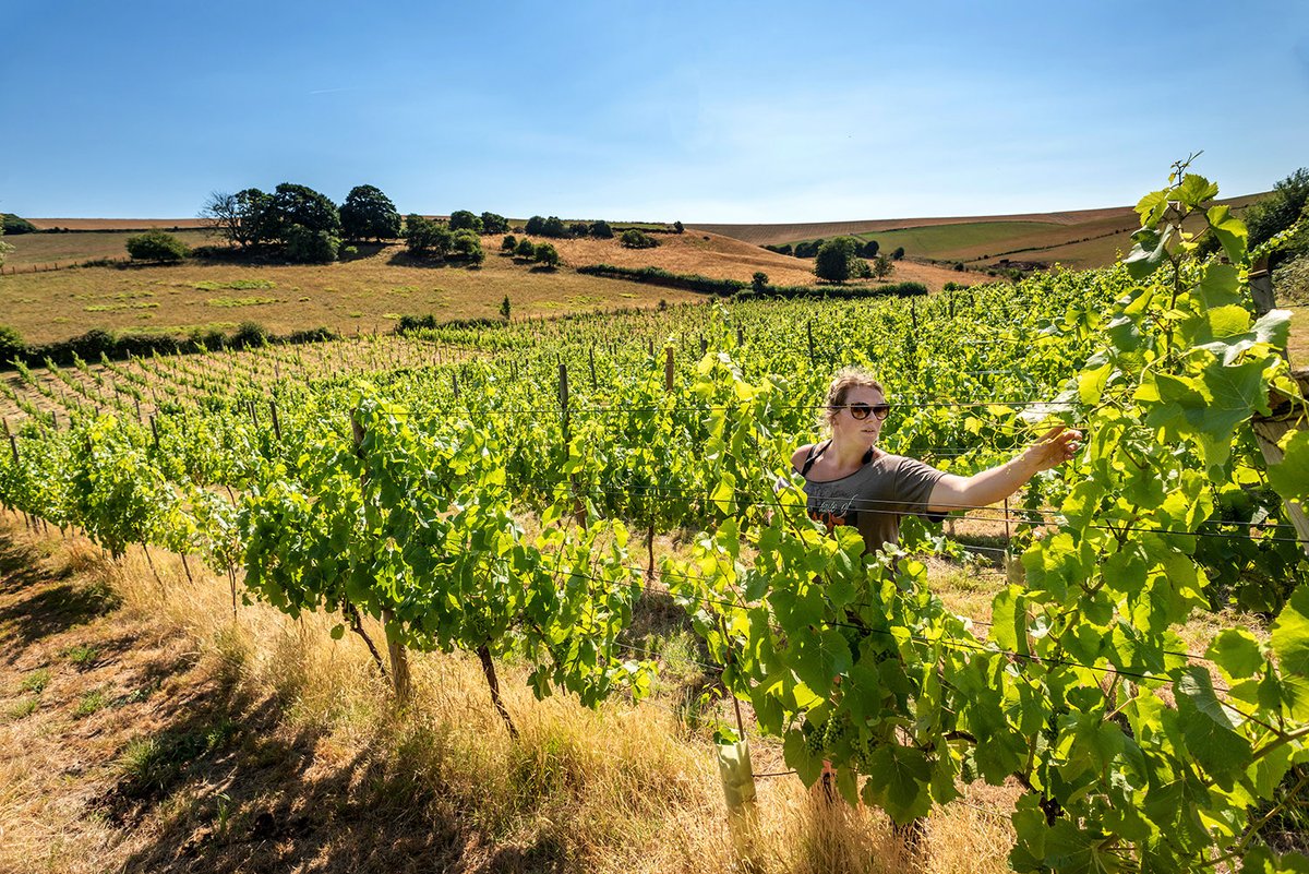 andrewhasson's tweet photo. Rodmell #breakybottom #vineyards #southdowns #tuckingin #viticulture #lewes #chardonnay #heatwave #deeproots #localproduce #weatherpictures https://t.co/muaSS8ga8W