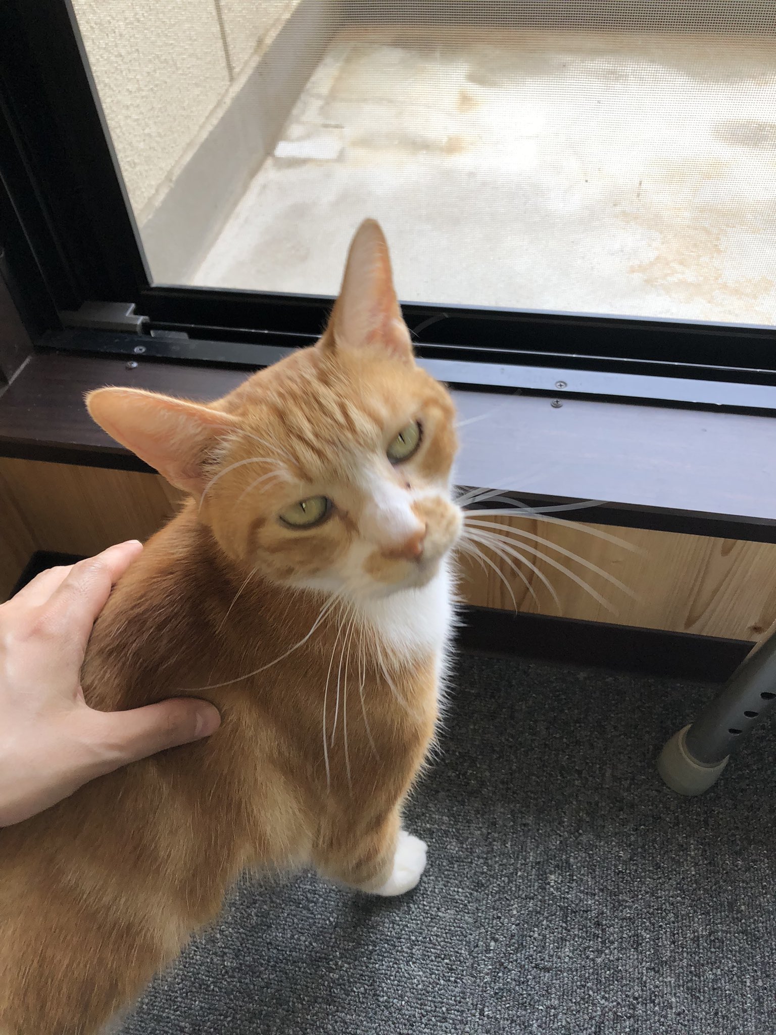 猫パンチ様専用 www.pefc.com.uy