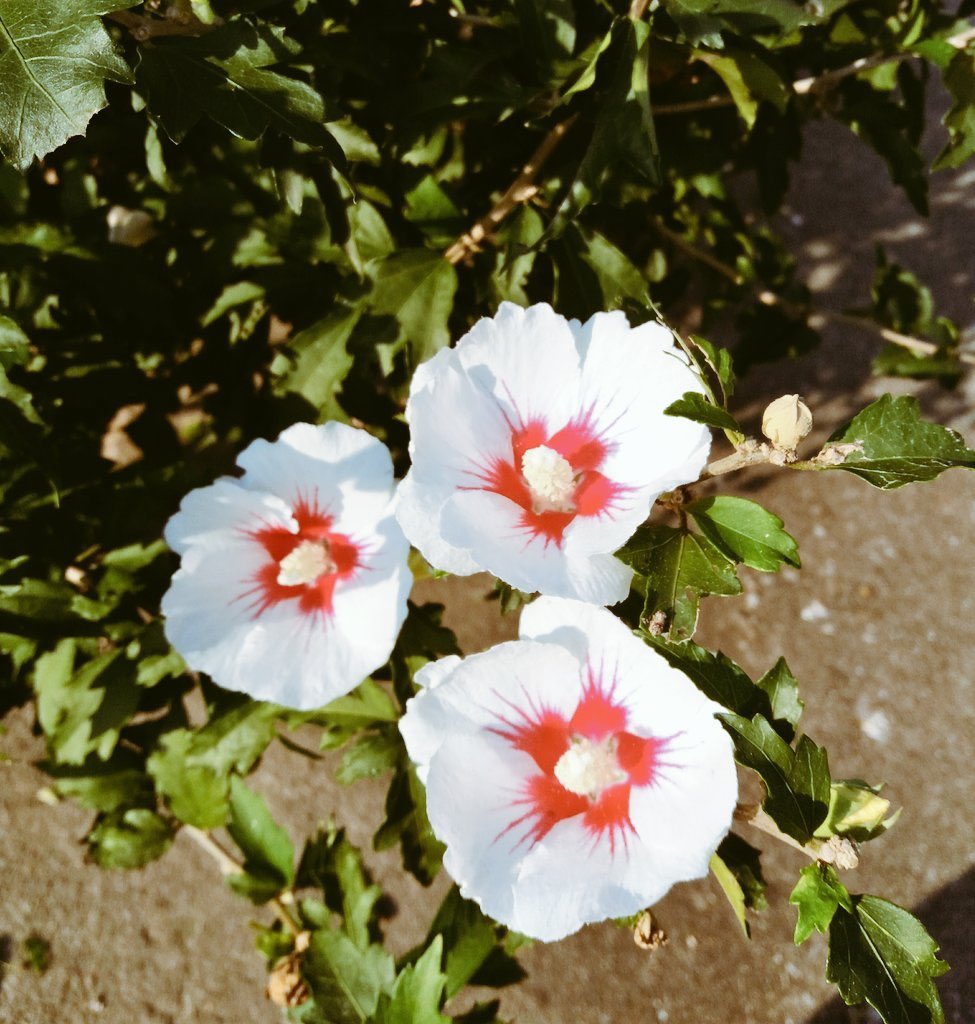 나이가 든다는 것은
쓸쓸한 일이라고 합니다

기력도 떨어지고 기억력도 사라지고
그리고 그에따라 사람들도 하나둘 곁을 떠나고

나이가 들면
그냥 혼자 덩그라니 남겨지는 것이 인생입니다

어떤이는 이것을
외로움이라 하고 어떤이는 이것을 고통 이라고도 합니다
…
/성전 스님