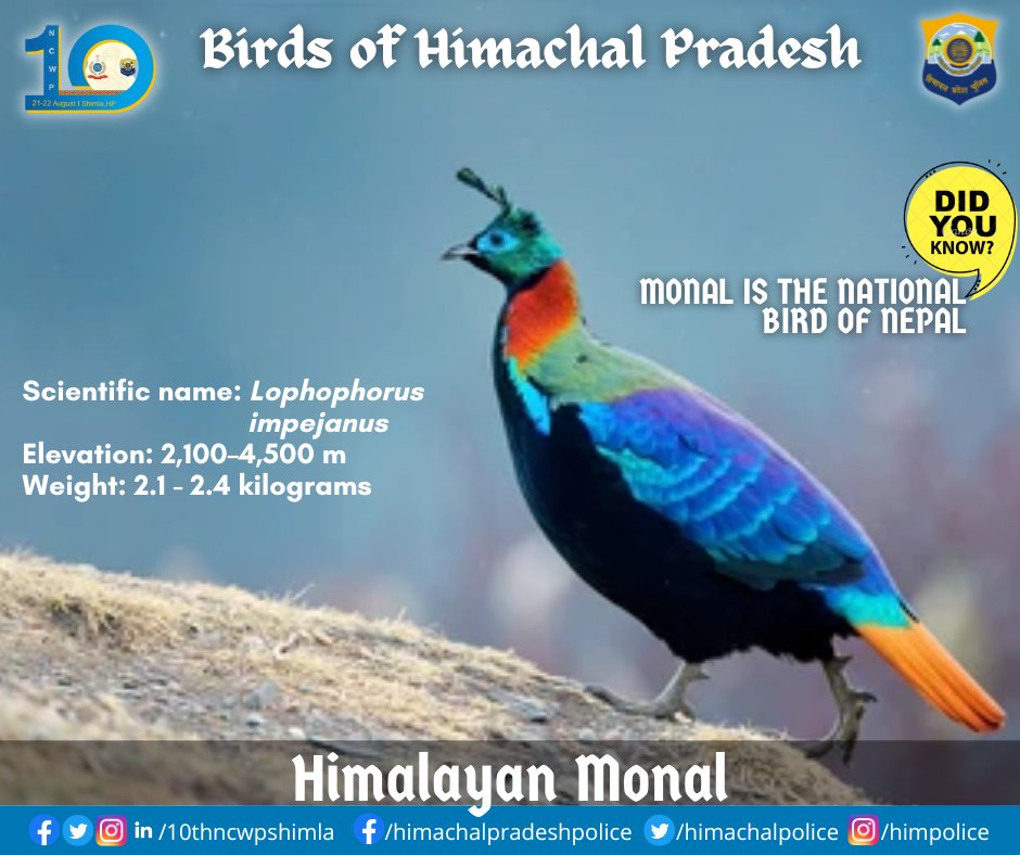 #NCWP #10thNCWPShimla #Shimla #August21 #Himachal #Birds #HimalayanMonal #Himalayas #HPPolice