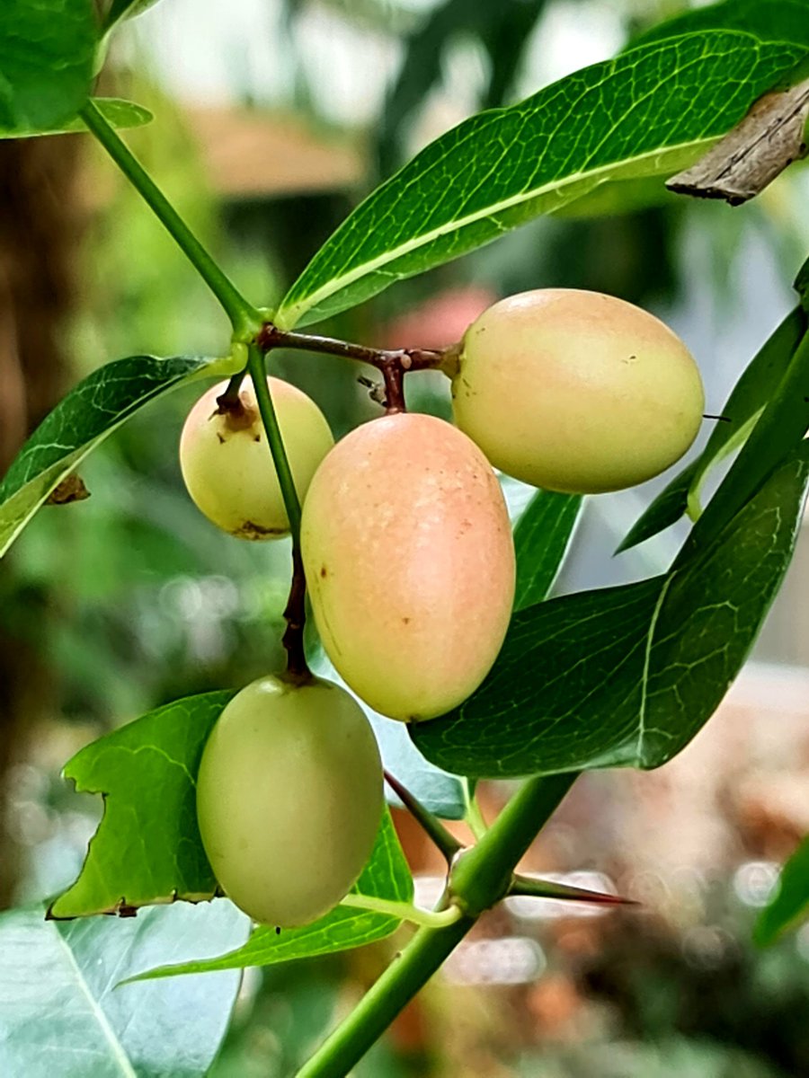 alghafri's tweet photo. #شجيرة
#carandas_plum
#karonda
#karanda
#Carissa_carandas
مزروعة في المنتجع في #تاناي، #الفلبين. تستعمل في الطعام وكذلك في الطب الهندي الشعبي وكنبات زينة. تاتي ثمارها لححم ثمار الزيتون بالوان جميلة متدرحة بين الاخضر الفاتح والبرتقالي والاحمر والاسود.
. https://t.co/qR7DxPs3qj
