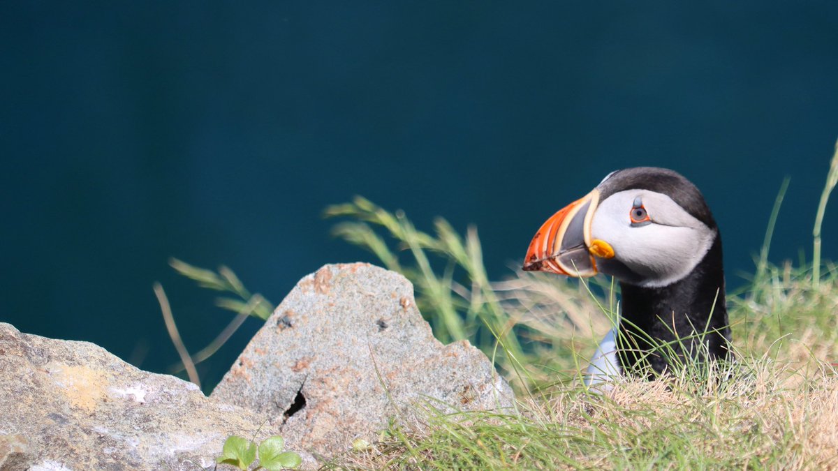 PeterPuffin4's tweet photo. GM! It’s early, but I’m up. https://t.co/7BboxO5wKW
