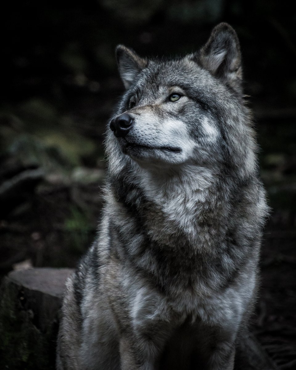 Do I look cool? I bet I look cool. 

In North America, there are five subspecies of Gray Wolf. They come in many colours besides gray such as white, black, brown, and cinnamon.

Gray Wolf  📸 Marc-Olivier Jodoin
