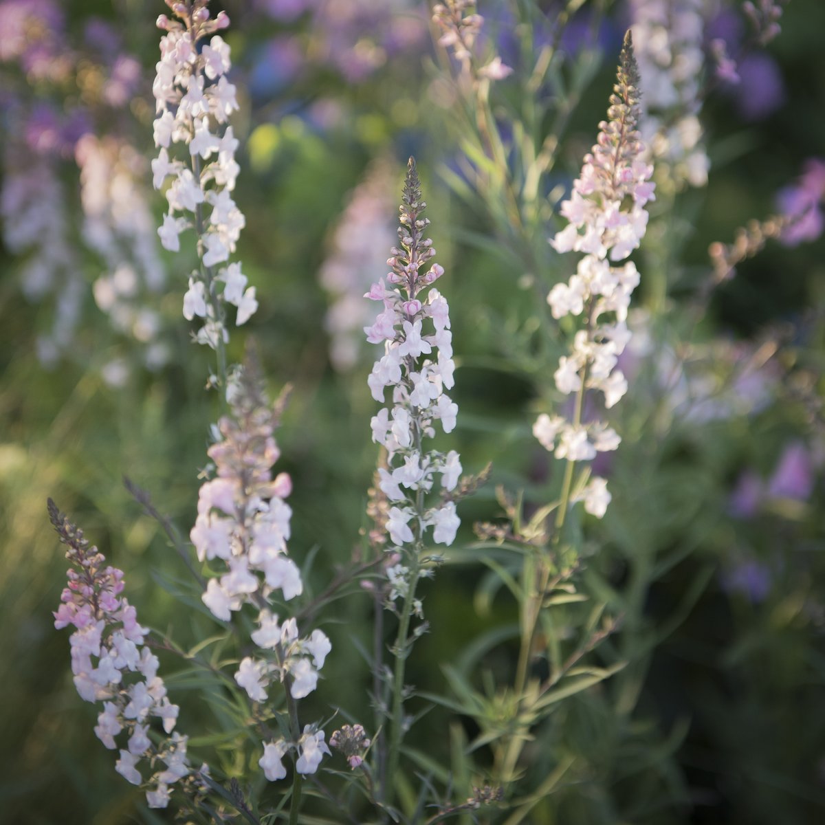 Plant Spotlight: Linaria purpurea 'Canon Went' - adaptable, undemanding and super-stylish. Often flowering non-stop from June to the first frosts, this perennial toadflax adds lashings of style to the planting scheme. Would you add this to your garden? #mycrocus #gardendesign