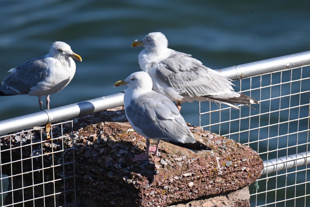 sonsrap10's tweet photo. A Gulls life at the #RedcliffeHotel in Devon this evening #wildlifephotography @ChrisGPackham @michaelastracha @BBCSpringwatch @IoloWilliams2 @gordonjbuchanan @TVsSimonKing @MeganMcCubbin @DeborahMeaden @TheMontyDon https://t.co/6NI98Lwt7j