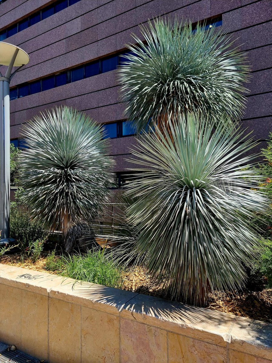silvalandscapes's tweet photo. Beaked yucca were everywhere in Montpellier and is quite a dramatic plant to have in our gardens, why not?
#gardendesign #landscapedesign #landscapearchitecture #gardendesigner #landscapedesigner #londongardendesigner #paisagismo #jardin #giardini #gartendesign #gardensofinstagra https://t.co/pnSIxqaYRt