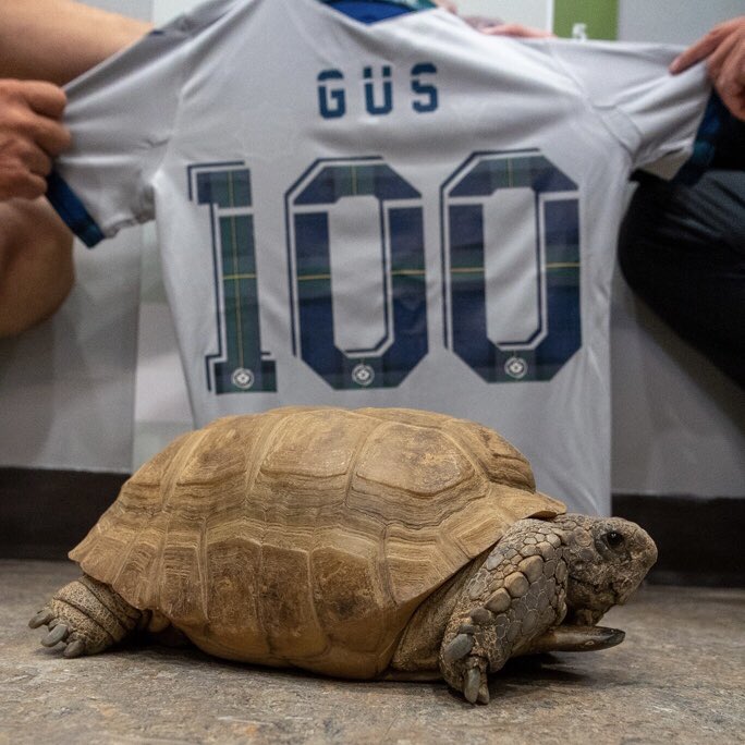 Halifax Wanderers FC tweet media