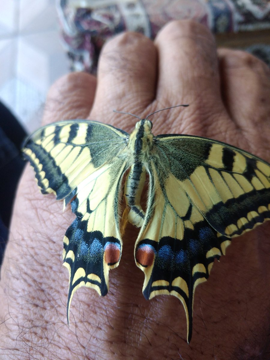 Haciali özdemir (@haciali_ozdemir) on Twitter photo 