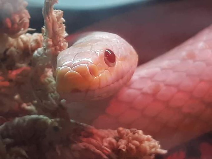 Boink the snow stripe corn snake