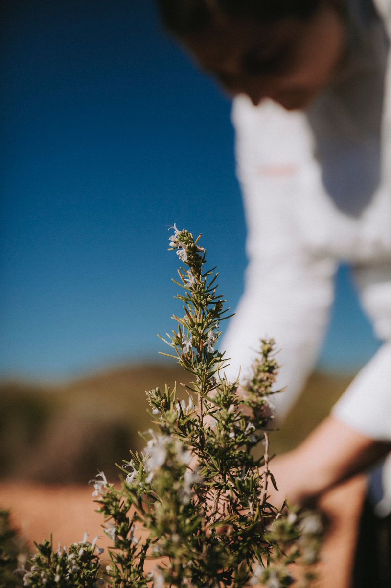 Los productos de nuestra finca El Soto, son protagonistas de nuestra cocina. Esta finca tiene una gran peculiaridad, es una finca de secano. No se riega. Los productos que allí crecen se nutren de lo que la tierra y el clima les ofrece, nada más y nada menos.