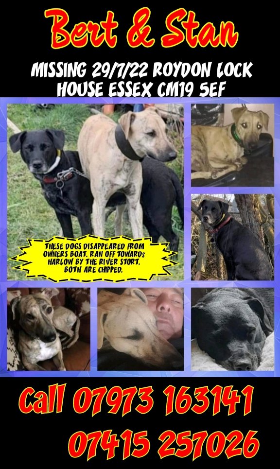 rejannealb's tweet photo. @rosiedoc666 @KarenFi51820768 @karensarah66 @The_Animal_Team @Canal_Network @CanalRiverTrust @BryantDjbryant @GingellDawn @qu1ncey @LaikaTwat @TheBoatingBlog Have you seen these dogs? Owners are looking for them.Pls share. #missing
#RoydonLockHouse #Essex #CM19 #5EF https://t.co/YqpDpwqGx9