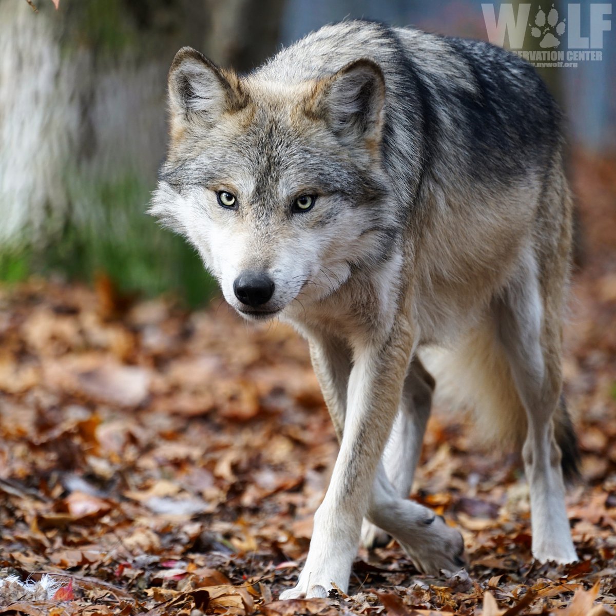 Arden Kucate, a councilman on the Pueblo of Zuni Tribal Council, discusses why we need to call for an immediate suspension of any depredation-related Mexican gray wolf removals to #SaveTheLobo.

bit.ly/3BTzTEH via <a href="/thenewmexican/">Santa Fe New Mexican</a>
