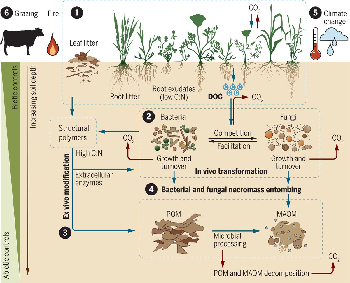 Grasslands store roughly one-third of global terrestrial carbon stocks.

According to a new #ScienceReview, improved grassland management can provide low-cost and/or high carbon gain options for natural climate mitigation solutions. fcld.ly/asl37jx