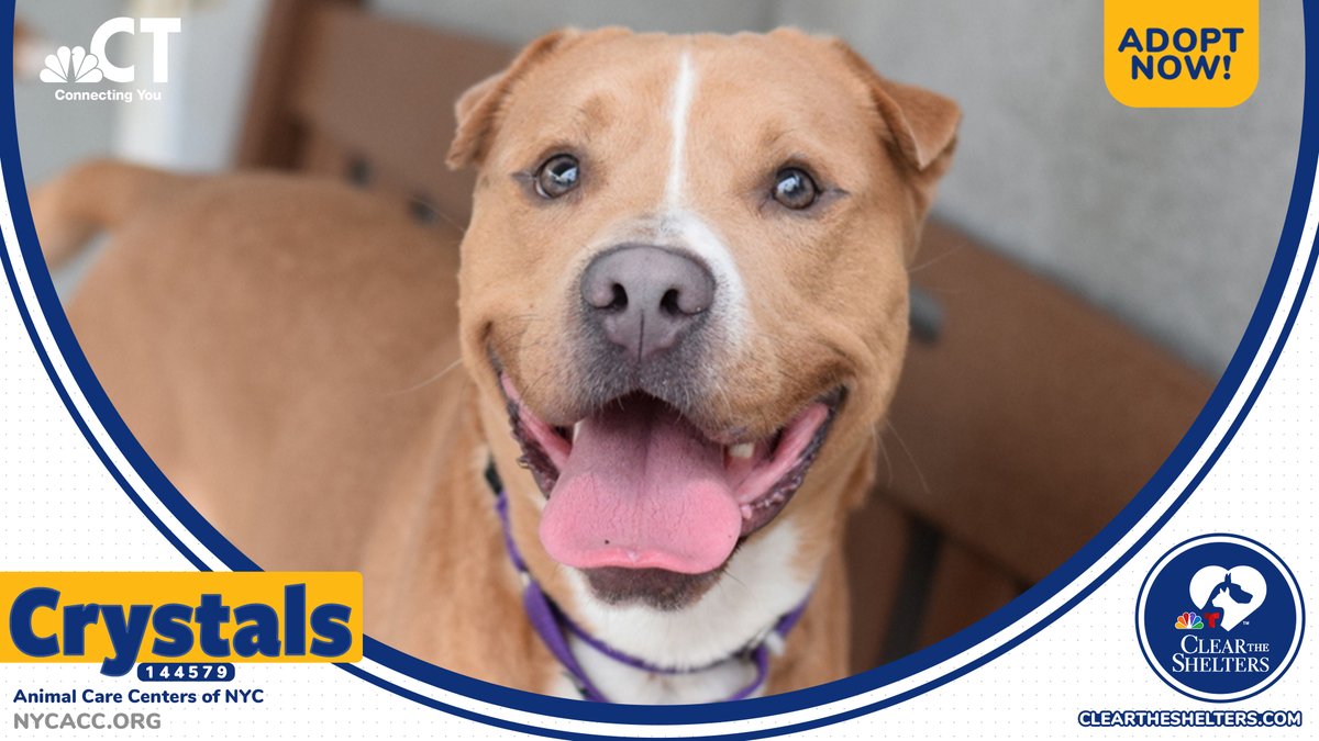 Animal Care Centers of NYC tweet media