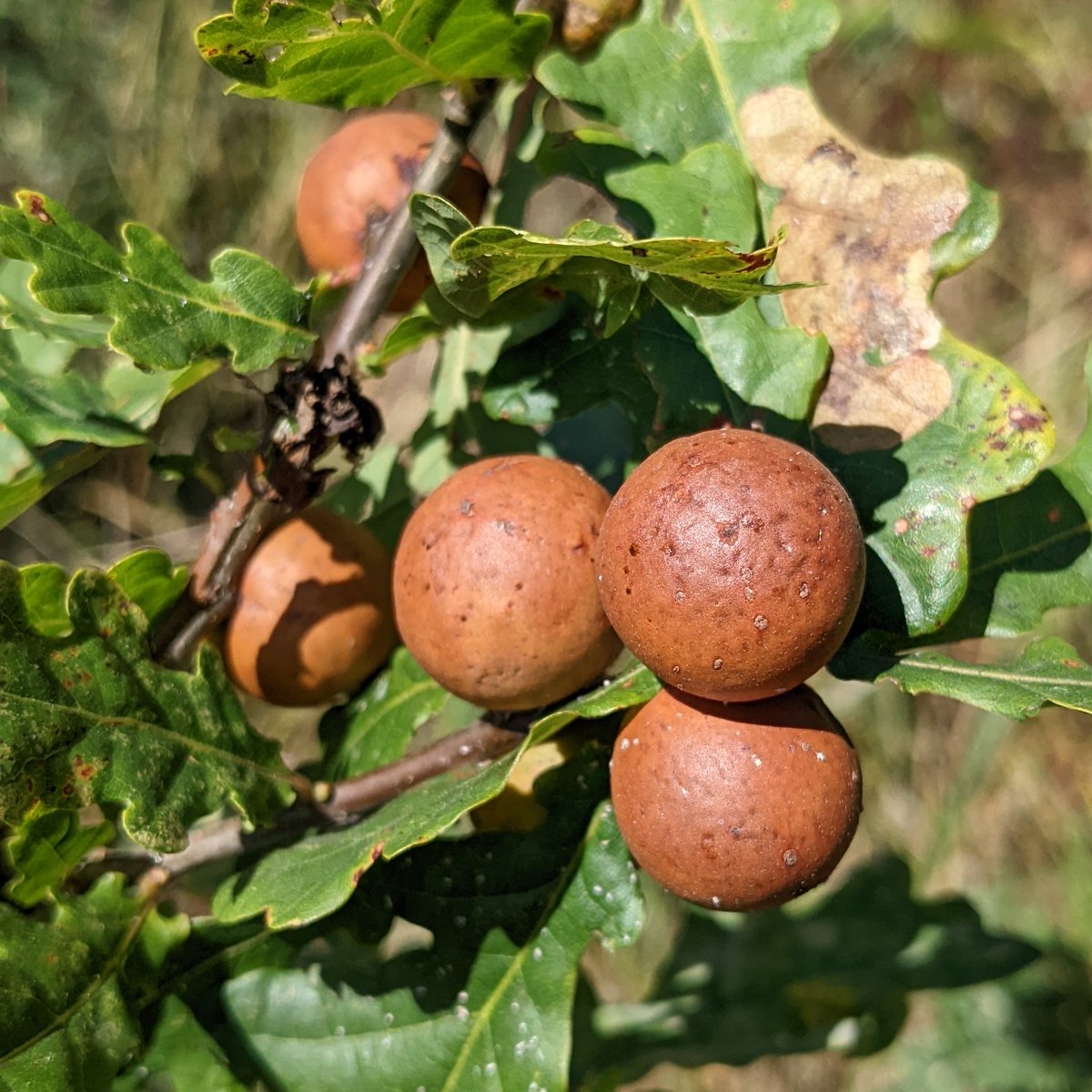 From <a href="/Mote_Park/">Mote Park</a> today: Roesel's bush-cricket, cormorant and oak marble galls. That buoy the cormorant was on was slowly rotating, which I found mildly amusing.