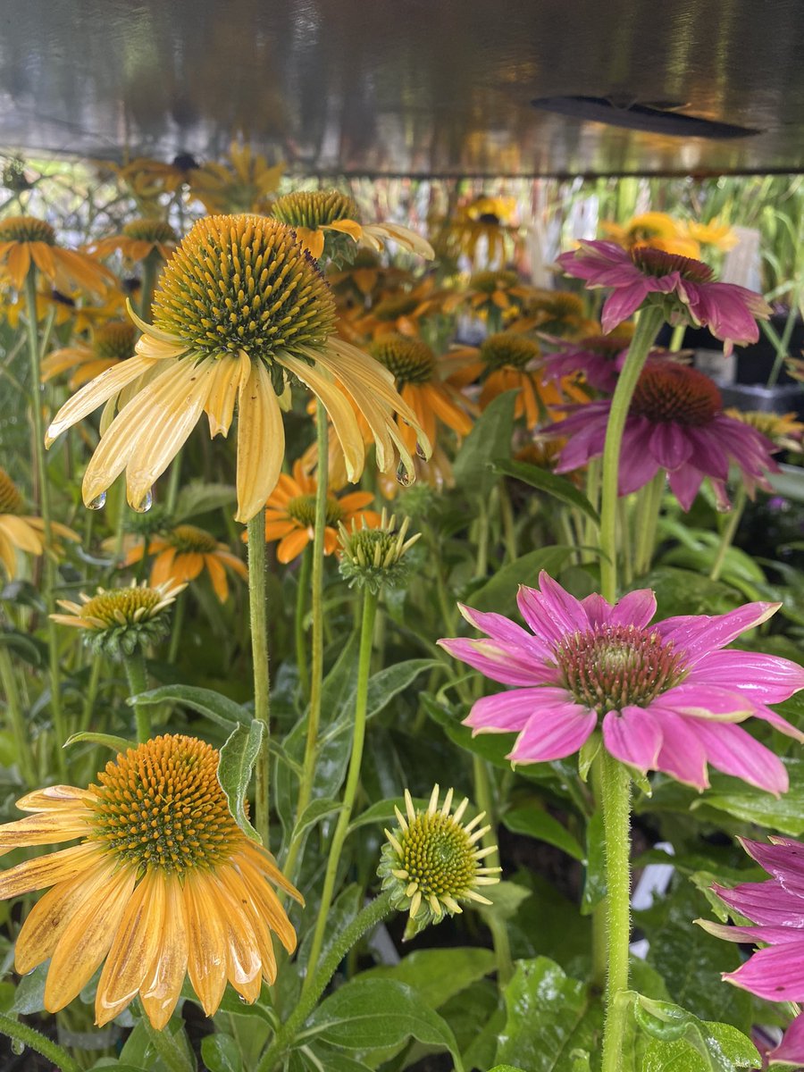 Tim Hancock tweet media